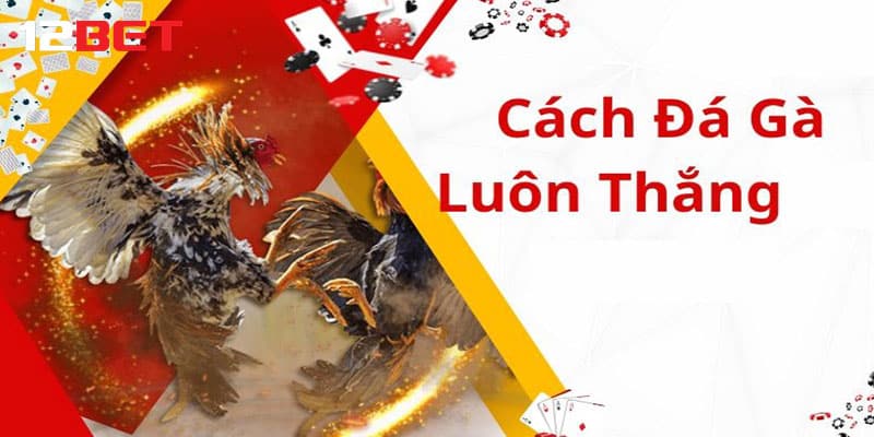 Tổng hợp các cách đá gà mạng luôn thắng